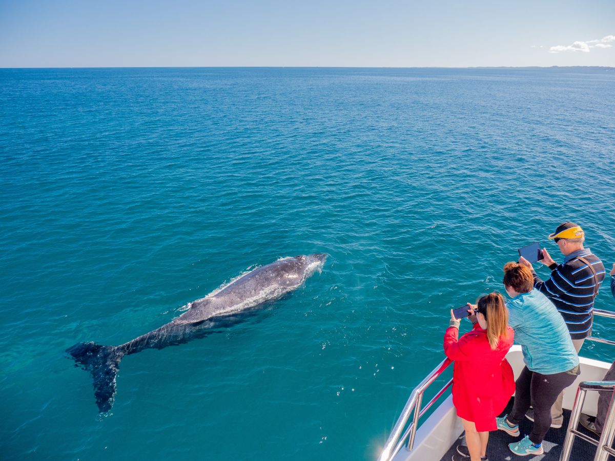 Whale Watching Capital: Why Hervey Bay Is a Must-Visit This Winter