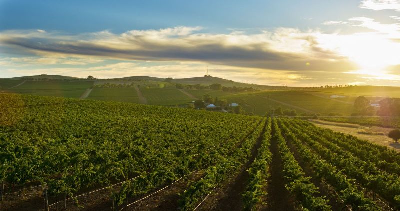 115765 - Clare Valley