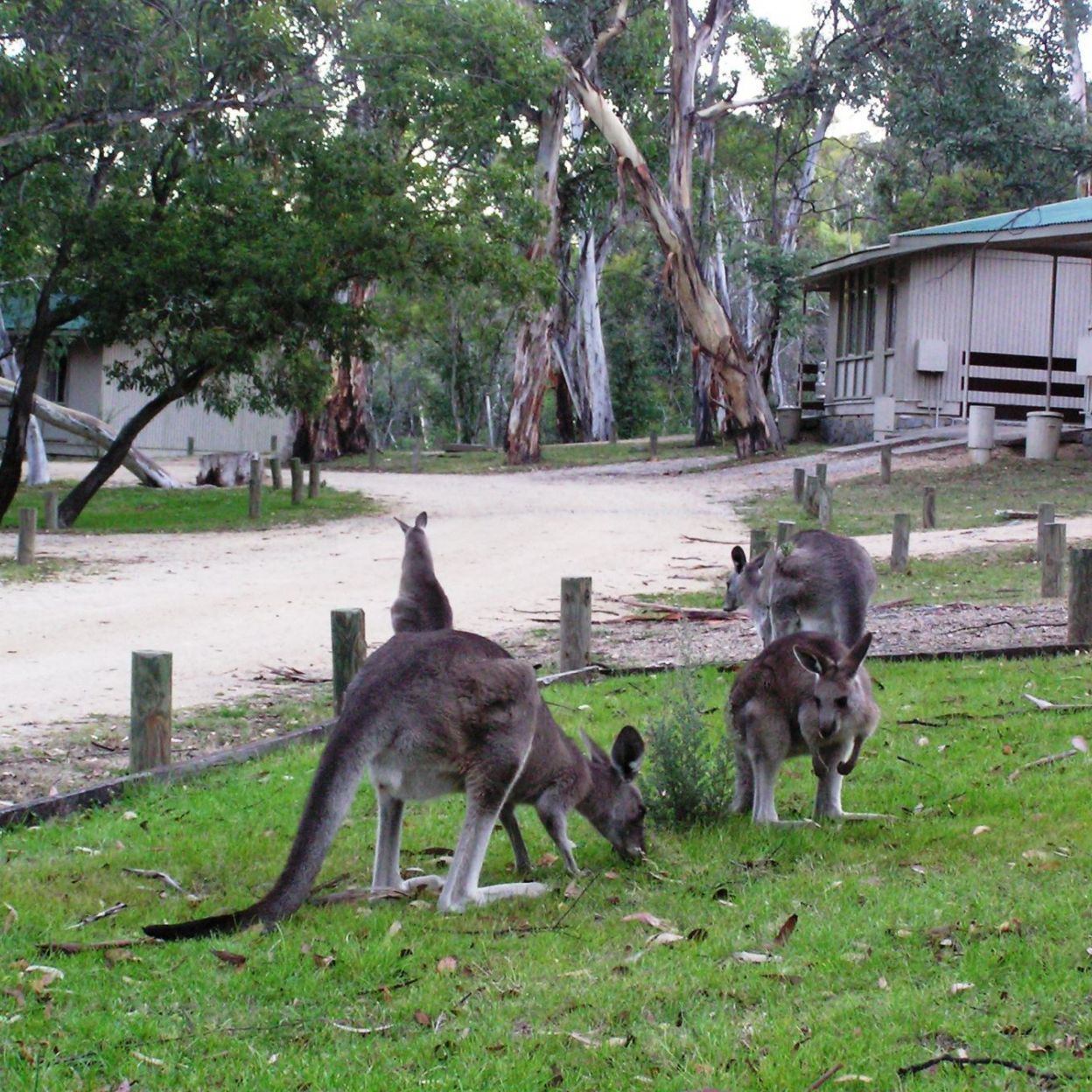 2098_4kmr_roos_16.jpg