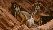 1566_wallabies.jpg