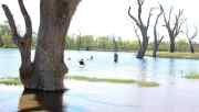 1963_5_lagoon.jpg