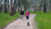 266_3_dog_walking.jpg