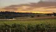 419_vineyard_near_springvale_road.jpg