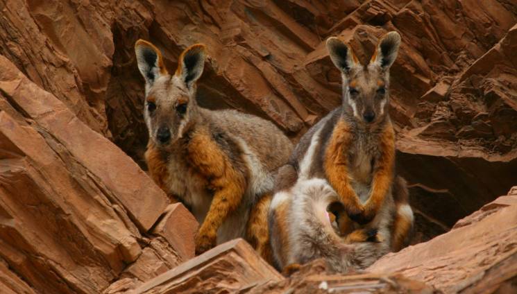 1566_wallabies.jpg