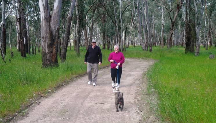 266_3_dog_walking.jpg