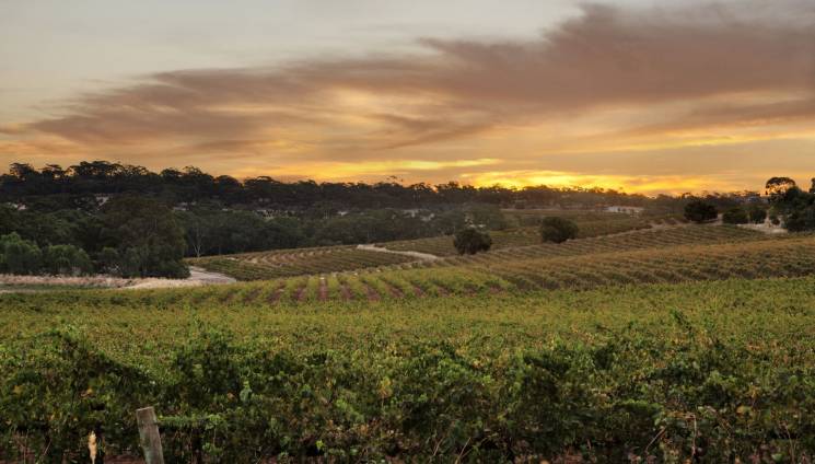 419_vineyard_near_springvale_road.jpg