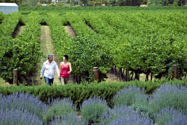 Riverland Bella Lavender Estate, Glossop