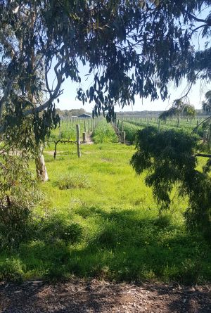 McLaren Vale