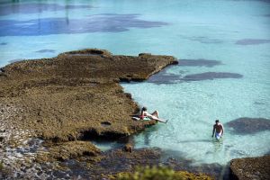 109533 mangroves water
